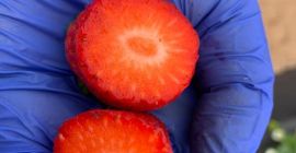 El productor egipcio de fresas congeladas venderá grandes cantidades