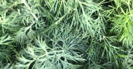 Venderé un hermoso eneldo, limpio, seco, sin decoloración, producto