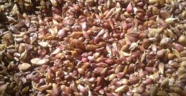 Semillas de ajo (VOZDUSHKA) variedad &quot;SOFIEVSKY&quot; 100% germinación Las