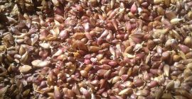 ODNOSUBKA (monocotiledónea, odnodobok) las semillas de élite del ajo