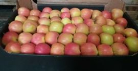 Simplemente dorado, idared, jonagold, reddelicious. Cualquier calibre. Envases de