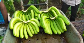 Plátano Cavendish Tamaño -11 a 18 cm Pulpa hasta