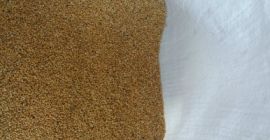 Mijo a la venta, pureza del 98% al 99,9%,