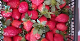 Ofrezco para la exportación, en gran cantidad, calidad perfecta