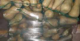 Vendemos calabaza fresca. Si tiene preguntas, hágamelo saber.