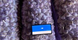 Gran cantidad de ajo disponible. Si está interesado, hágamelo