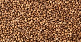 Cilantro de excelente calidad, pureza 2, mitades 5, humedad