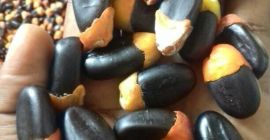 Tenemos todo tipo de semillas tropicales exóticas bubinga, semillas