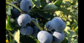 Hasta 300 toneladas de arándanos disponibles en verano de