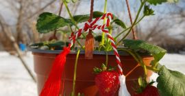 FRESAS EN LA BARRA EN CRISOLES. El precio oscila