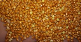 Mijo amarillo 100 toneladas y rojo 50 toneladas en