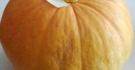 Hola, en la temporada de 2021 tendré una calabaza