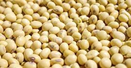 Somos EKTOSAM MULTIPURPOSE COMPANY LTD, nuestros productos agrícolas orgánicos