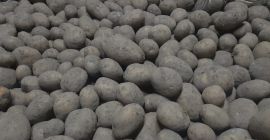 Tengo a la venta grandes cantidades de patatas comestibles