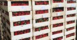 Las fresas frescas de pavo están listas para su