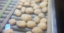 Vendo patatas Vineta &quot;y&quot; Melody &quot;hermosas, no he estado