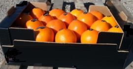 Calidad II Tipo Tamaño del ombligo 2; 3; 4;