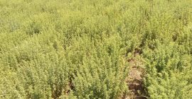 Podemos entregar el cultivo de orégano griego (Origanum Vulgare