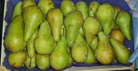 Venderé Conferencias 6+ 6.5-7.5 5.5-6.5 cm preparadas en 12