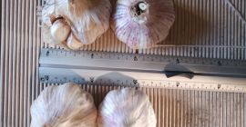 Venderé ajo industrial español. El ajo tiene dientes podridos