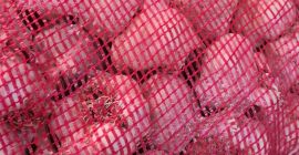 Vendo ajo español a muy buen precio! Tenemos diferentes