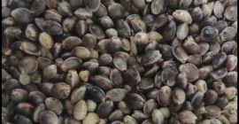 Semillas de cáñamo tostadas / Semillas de cáñamo tostadas: