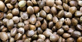 Semilla de cáñamo / Semillas de cáñamo del productor