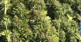 FLORES SECAS DE CÁÑAMO - WIECHY / Panículas de