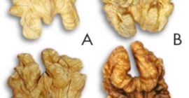 Vendemos mez denuca que categorías quieres