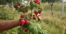 Frambuesas 100% naturales alimentadas únicamente con fertilizantes orgánicos. La