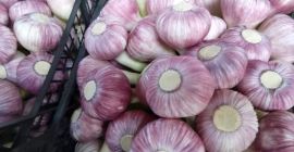 Ajo rojo y blanco fresco Tamaño 5-7 cm Para