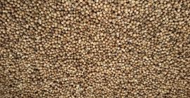 Venta de cilantro, cosecha 2020, producción Rusia Pureza 98-95%