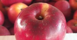 Vendo manzanas florina, tengo 3 4 toneladas de manzanas