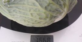 Repollo fresco Repollo fresco