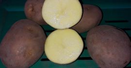 Venderé papas Vineta, amarillas, alrededor de 35 toneladas, tal