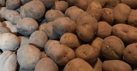 Hola, vendo patatas comestibles Vineta - 6 PLN, una