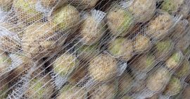 Venderé un buen apio saludable después de la cepilladora.