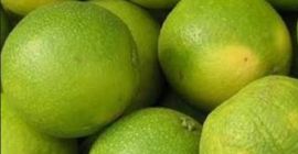 Limones orgánicos frescos de Uganda