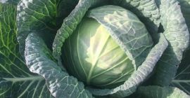 Vendo repollo fresco con Vendo repollo fresco con un tamaño de 1,5 kg