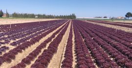 Diferentes tipos de lechuga roja, producidas con los más