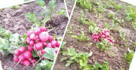 Buenos días, con el inicio de Maja benda, tenía