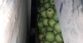 Productor polaco de manzanas a la venta DORADO por