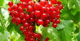 La granja orgánica familiar vende los siguientes productos: grosella