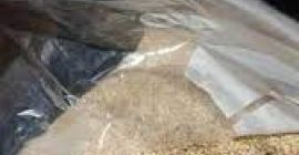 Semillas de sésamo blanco 2021-Cosecha, 50Kg Sacos de plástico,
