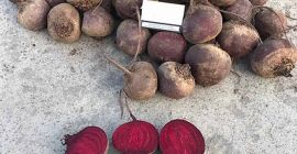 Remolacha Clase A. Variedad Pablo. Diámetro: de 60 mm