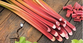 Venderé un ruibarbo. Entrega posible en Cracovia con un