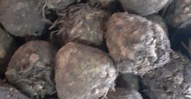 Vendo apio a partir de un kilo. Precio 0,50