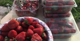¡Nuestra temporada de cosecha de fresas ha comenzado! con