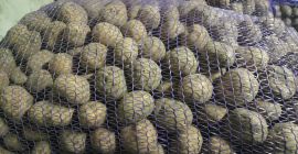 Venderé patatas de siembra Belmond y Toscana (muy sabrosas