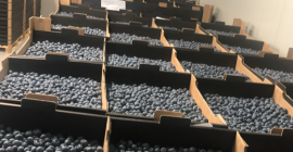 Hasta 300 toneladas de arándanos disponibles en el verano